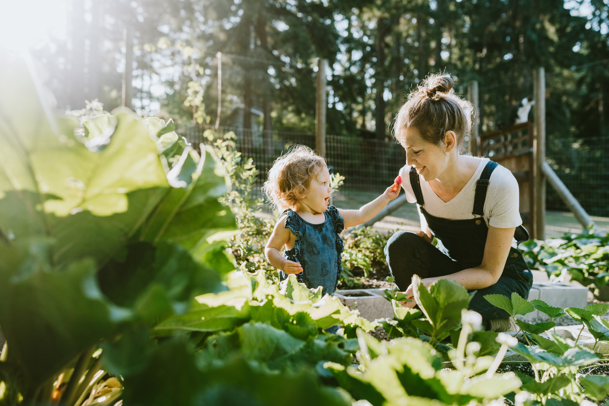 Family Harvesting Vegetables From Garden at Small Home Farm