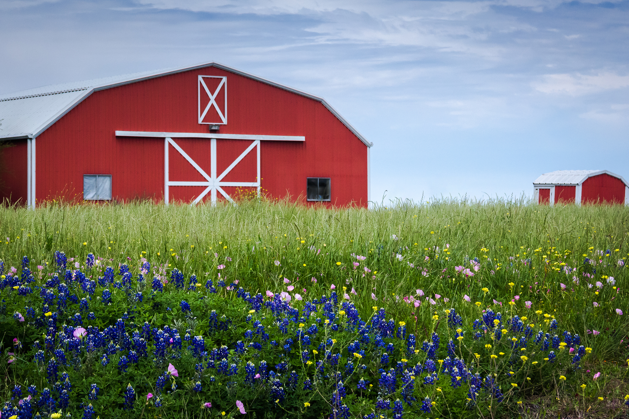 Barn in Texas with bluebonnets