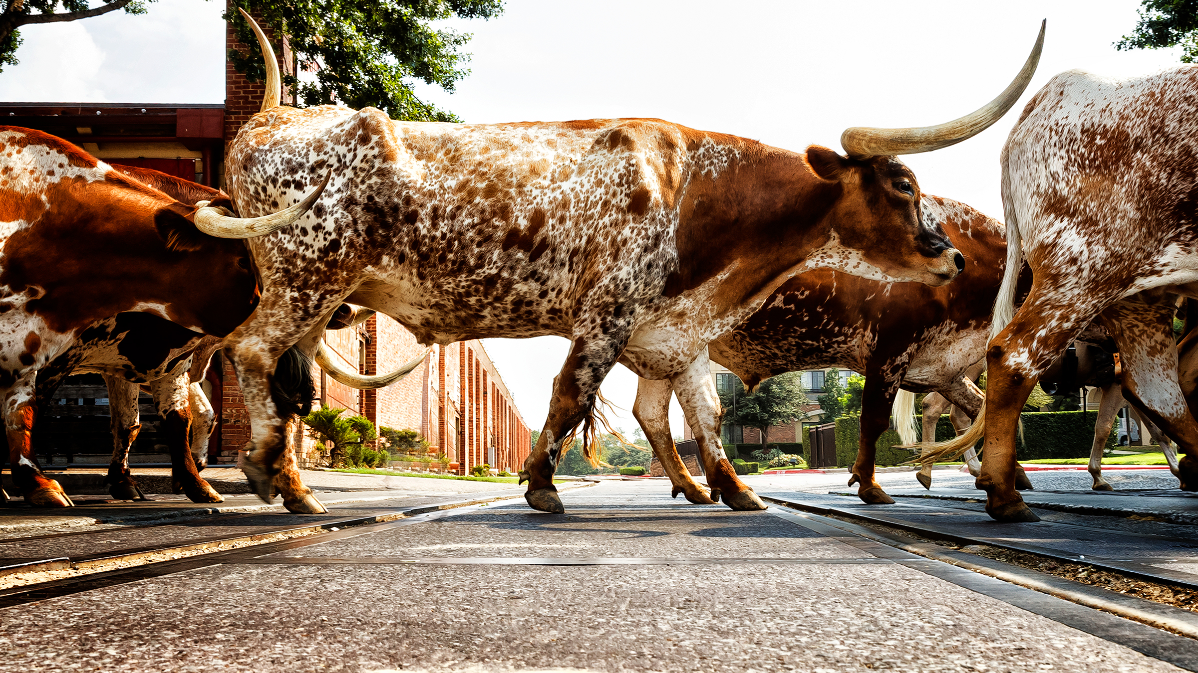 Cattle walking across Fort Worth