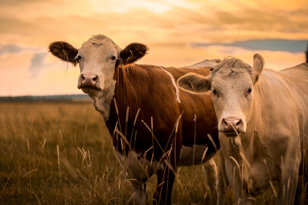Cows in sunset