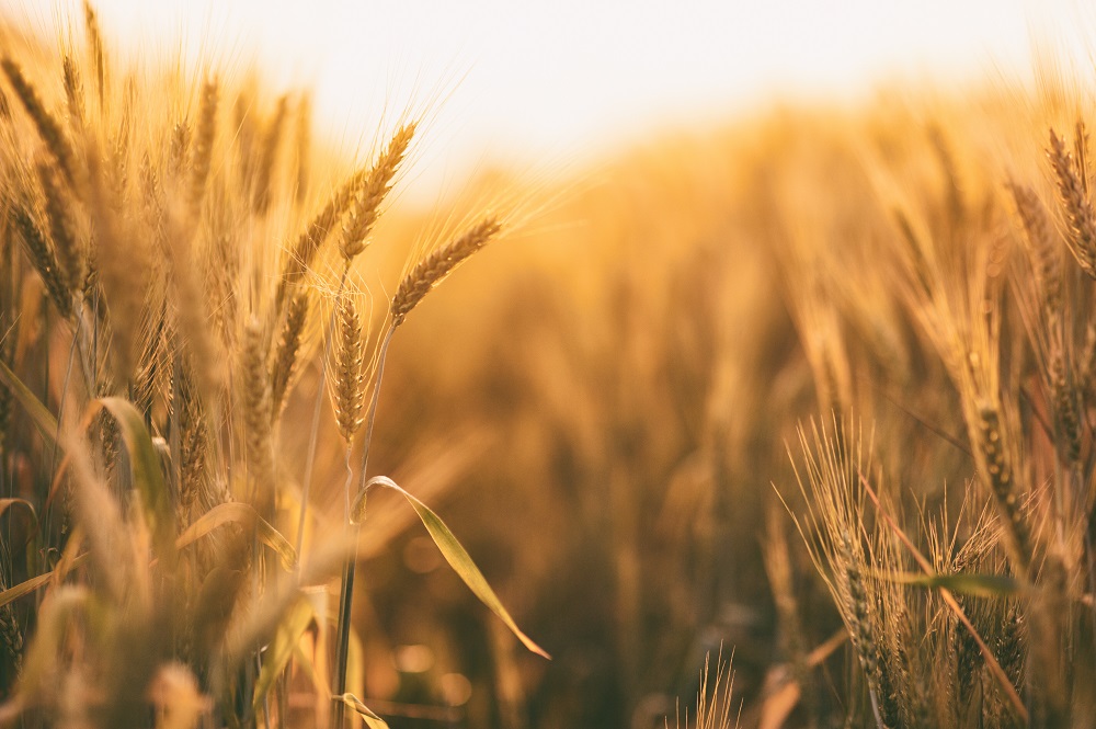 Ripe golden spikelets of wheat
