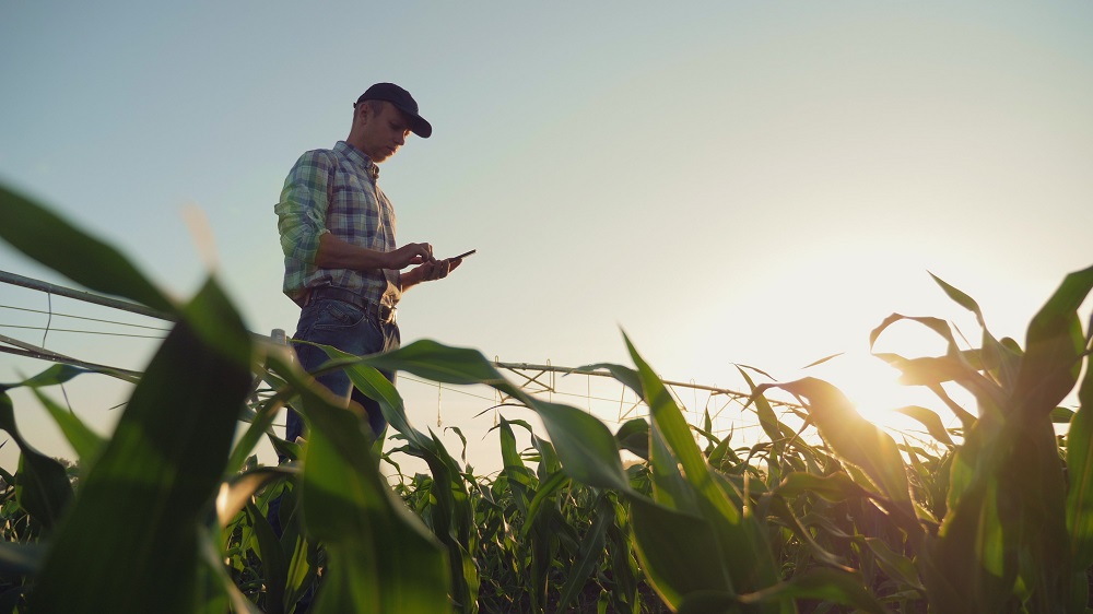 Young farmer working in a cornfield